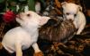 Puppies for sale Slovakia, Dunajska Streda Chihuahua
