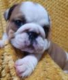 Puppies for sale Malta, Valletta English Bulldog