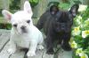 Puppies for sale Canada, Nova Scotia French Bulldog