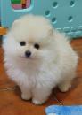 Puppies for sale Turkmenistan, Ashgabat Pomeranian Spitz