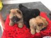 Puppies for sale Canada, Saskatchewan Chow Chow