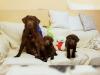 Puppies for sale Finland, Turks, vantaa Labrador