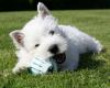 Puppies for sale Finland, Turks, vantaa West Hiland White Terrier