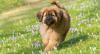Puppies for sale Finland, Turks, vantaa Tibetan Mastiff