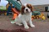 Puppies for sale Finland, Turks, vantaa King Charles Spaniel