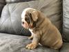 Puppies for sale Finland, Turks, vantaa English Bulldog