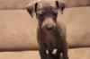 Puppies for sale Finland, Turks, vantaa Italian Greyhound