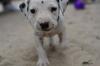 Puppies for sale Finland, Turks, vantaa Dalmatian