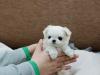 Puppies for sale Finland, Helsinki Maltese