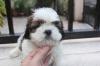 Puppies for sale Poland, Shetsin Shih Tzu