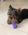 Puppies for sale Poland, Vukov Yorkshire Terrier