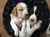 Puppies for sale Germany, Berlin Cocker Spaniel