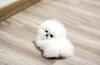 Puppies for sale United Kingdom, Blackburn Pomeranian Spitz