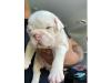 Puppies for sale Ukraine, Zhitomir English Bulldog