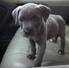 Puppies for sale Spain, Figeyras American Pit-Bull Terrier