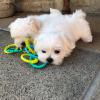 Puppies for sale United Kingdom, Esek Maltese