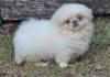 Puppies for sale Greece, Patra Pekinese