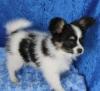 Puppies for sale Greece, Patra Papillon and Phalene