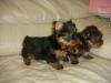 Puppies for sale United Kingdom, Sunderland Yorkshire Terrier