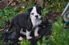 Puppies for sale USA, Mississippi American Bulldog