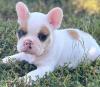 Puppies for sale Georgia, Georgia French Bulldog