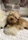 Puppies for sale Belgium, Liege , maltipoo