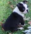 Puppies for sale Belarus, Maladzyechna Boston Terrier