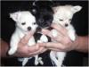 Puppies for sale Denmark, Kopenagen Chihuahua