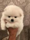 Puppies for sale USA, Illinois, Chicago Pomeranian Spitz