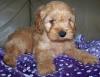 Puppies for sale Denmark, Kopenagen , cockapoo