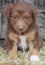 Puppies for sale Moldova, Balti Australian Shepherd