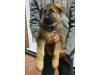 Puppies for sale Ukraine, Exactly German Shepherd Dog