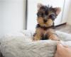 Puppies for sale Russia, Archangel Yorkshire Terrier