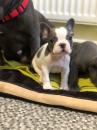 Puppies for sale France, Lille French Bulldog