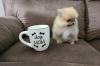 Puppies for sale United Kingdom, Belfast Other breed