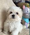Puppies for sale United Kingdom, Darlington Maltese