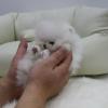 Puppies for sale Czech Republic, Czech-budievitsy Pomeranian Spitz