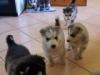 Puppies for sale Sweden, Norcheping Haski