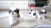 Puppies for sale Spain, Figeyras Shih Tzu
