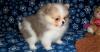 Puppies for sale United Kingdom, Dundee Other breed