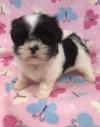 Puppies for sale Denmark, Aalborg Shih Tzu