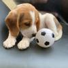 Puppies for sale Malta, Valletta Beagle