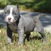 Puppies for sale United Kingdom, Bristol American Pit-Bull Terrier