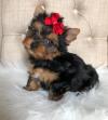 Puppies for sale Denmark, Aarhus Yorkshire Terrier