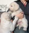 Puppies for sale United Kingdom, Cardiff Golden Retriever