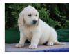 Puppies for sale Belgium, Brussels Golden Retriever