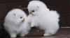 Puppies for sale Canada, Ontario, London Pomeranian Spitz