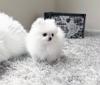 Puppies for sale Ukraine, Lvov Pomeranian Spitz