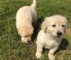 Puppies for sale Poland, Bielsko-Biala Golden Retriever