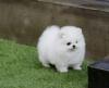 Puppies for sale United Kingdom, Birmingham Pomeranian Spitz